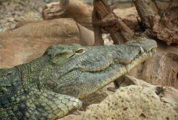Close-up of a wild crocodile resting on dry rocks and driftwood in its natural habitat. The reptile displays sharp teeth, rough scaly skin, and powerful jaws. Apex predator, natural camouflage. Exotic