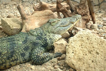 Close-up of a wild crocodile resting on dry rocks and driftwood in its natural habitat. The reptile displays sharp teeth, rough scaly skin, and powerful jaws. Apex predator, natural camouflage. Exotic