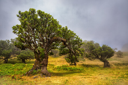Fanal w chmurach, zielona magiczna Madera
Fanal in the clouds, green magical Madeira