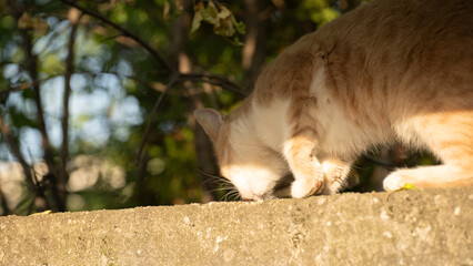 Cat explores a sunlit garden wall during late afternoon in a peaceful outdoor setting