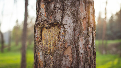 Heart-shaped carving on tree trunk in tranquil forest during golden hour