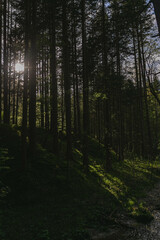 Obraz premium Sunlight shines through tall forest trees, casting long shadows on a mossy slope and a small stream — a peaceful and enchanting woodland scene.
