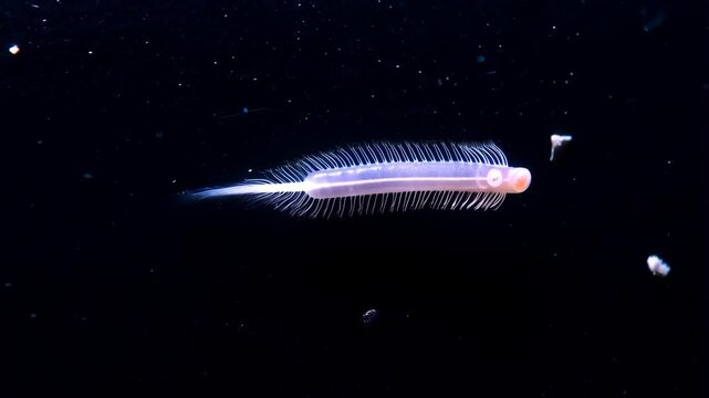 Transparent planktonic marine worm, Tomopteris, swimming in the dark water of ocean abyss, mysterious wildlife, deep sea creature on black background