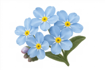 Delicate forget-me-not cluster displaying soft blue petals against transparent backdrop