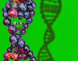 Grape DNA Grapes stacked like DNA on green background, science, abstract