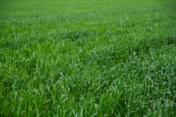 Green sprouts of winter wheat on the field