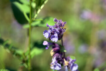 Dwarf catnip, Nepeta racemosa