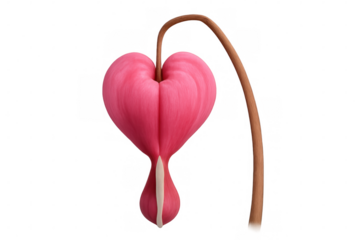 Bleeding heart flower, known for its unique heart shape, symbolizes love, romance, and affection, isolated on a transparent background