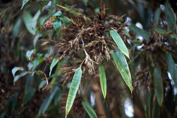 Inflorescence of a black bamboo, Phyllostachys nigra