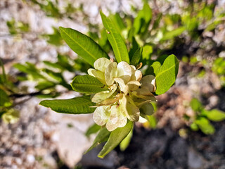Fruits of a broadleaf hopbush, Dodonaea viscosa,