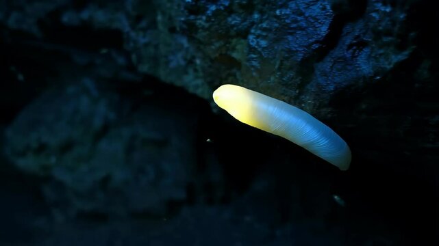 Deep sea glowing pyrosome with solitary tunicates living in the depths of ocean water, and reef background.