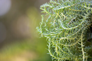 Blue Spruce Sedum, Stonecrop evergreen