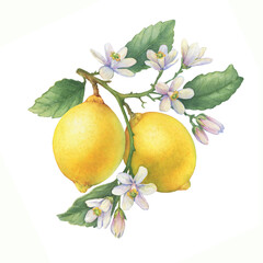 Fresh citrus yellow lemons fruit. Lemon tree branch with green leaves and flowers. Watercolor hand-drawn illustration on white background