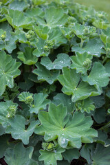 Lady's mantle, Alchemilla mollis plant