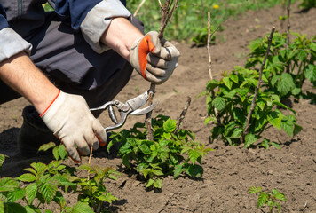 A gardener uses pruning shears to trim young raspberry plants in a community garden. The vibrant...