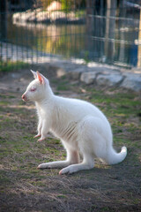 Young albino kangaroo standing alert in a wildlife sanctuary enclosure. Unique animal with white fur and pink features, captured in natural daylight.