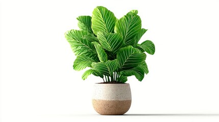 Obraz premium A lush green leafy plant in a stylish twotone pot perfect for home decor and interior design