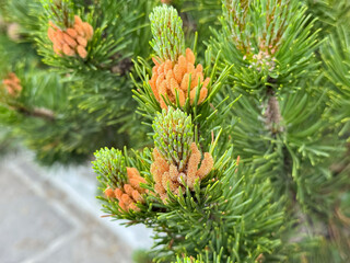 Close-up of young green pine cones and needles on evergreen tree branch
