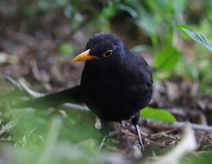 Close up common blackbird (Turdus merula), birds of Montenegro	