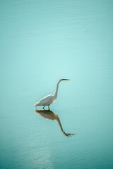 A white heron stands in a turquoise colored body of water hunting for fish © Sarah Wilson