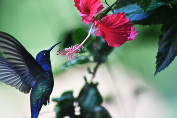 Hummingbird in its natural habitat feeding on flower nectar.
