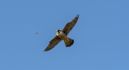Obraz premium Peregrine falcon in flight
