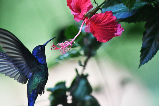Hummingbird in its natural habitat feeding on flower nectar.