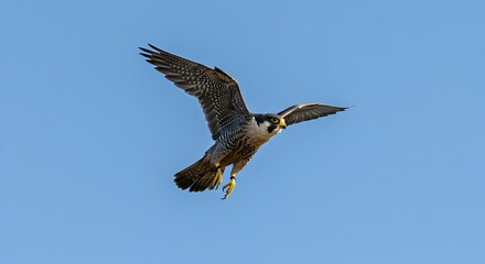 Obraz premium Peregrine falcon soaring in blue sky