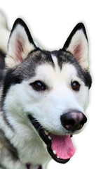Siberian Husky on White Background
