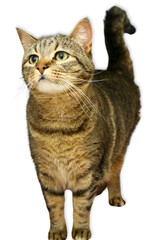 Tabby Cat Standing on White Background