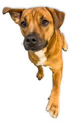 Obraz premium Pit Mix on White Background