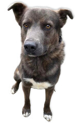 Shepherd Mix Dog on White Background