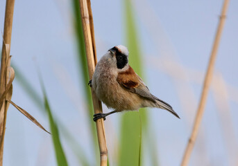 Remez poses on a bush branch.