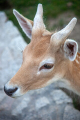 Young fallow deer standing alert in a wildlife park enclosure, surrounded by natural vegetation and soft daylight, capturing its curious and gentle expression.