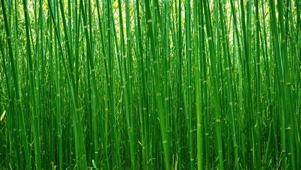 Fototapeta premium Vibrant green bamboo forest stalks standing tall in precision rows Natural beauty and tranquility captured in a harmonious composition