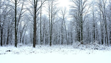 Fototapeta premium Tranquil winter scene of snow covered forest with tall bare trees reaching for the sky on a pristine white ground