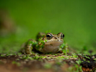 Frog by a green pond