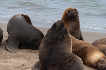 Naklejka premium Sea lions resting on the shore.