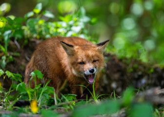 portrait animal adorable red fox cub in spring forest chewing grass