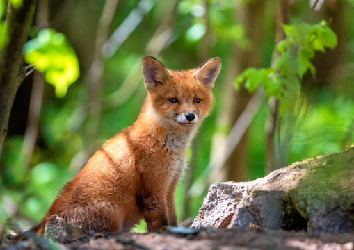 portrait of adorable red fox cub sitting in spring forest among rocks and grass - Powered by Adobe