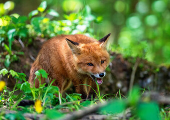adorable animal red fox cub in spring forest chewing grass