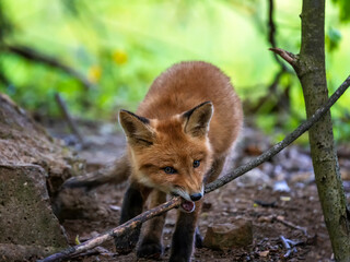 portrait animal adorable red fox cub in spring forest and gnawing on stick