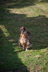 Silkie chickens in an outdoor enclosure at a small zoo. Fluffy plumage, unique appearance and calm demeanor of this Japanese breed captured in natural light.
