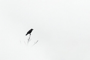 A lone crow sits on a branch in the fog. Space for text.