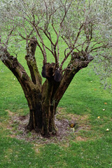 Majestic old olive tree with a thick, twisted trunk and gnarled bark, standing in a sunlit Mediterranean landscape. A symbol of strength, endurance, and the timeless beauty of nature.