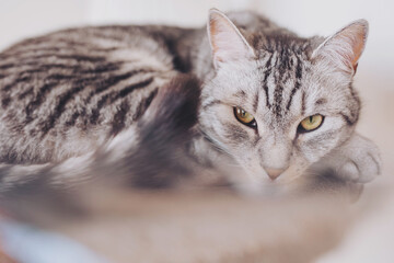 Grey tabby cat resting indoors in a cozy environment with soft lighting