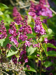 Obraz premium Beautiful lilac bushes filled with purple flowers. Springtime floral background. Outdoor nature.