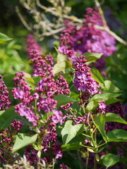 Fototapeta premium Beautiful lilac bushes filled with purple flowers. Springtime floral background. Outdoor nature.