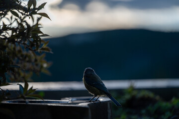 A blue tit hydrates in a water basin after sunset