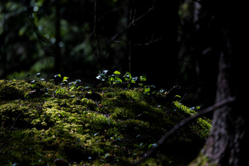 Close-up of a coniferous forest floor in spring